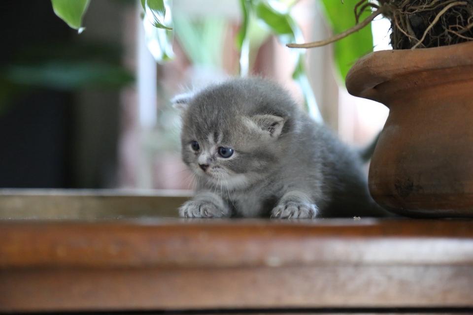 แมวเปอร์เซียผสมบริติช รูปที่ 13