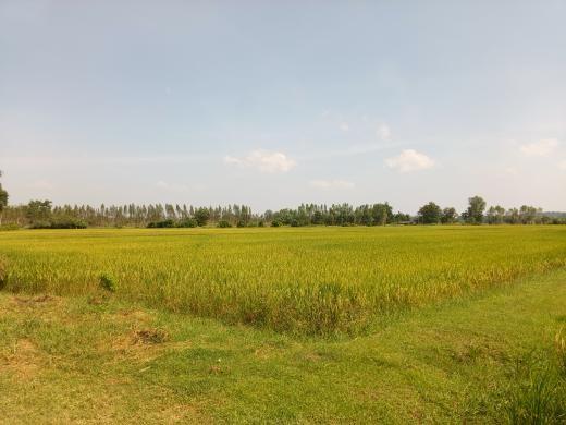 ขายที่ดิน อำเภอหนองมะโมง จังหวัดชัยนาท ห่างถนนใหญ่ 200 เมตร 1