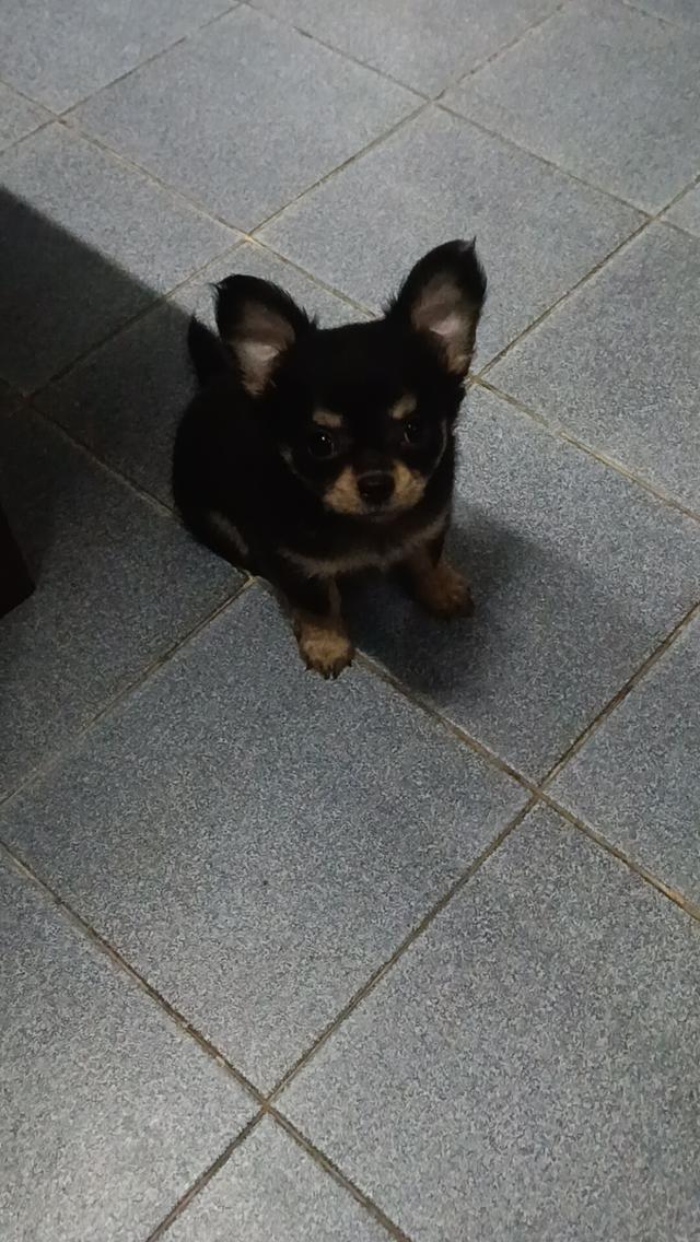 ชิวาวา 9