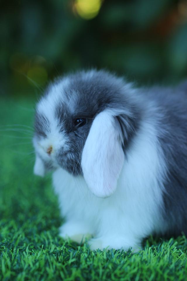 Hollandlop blue white ears doe 6