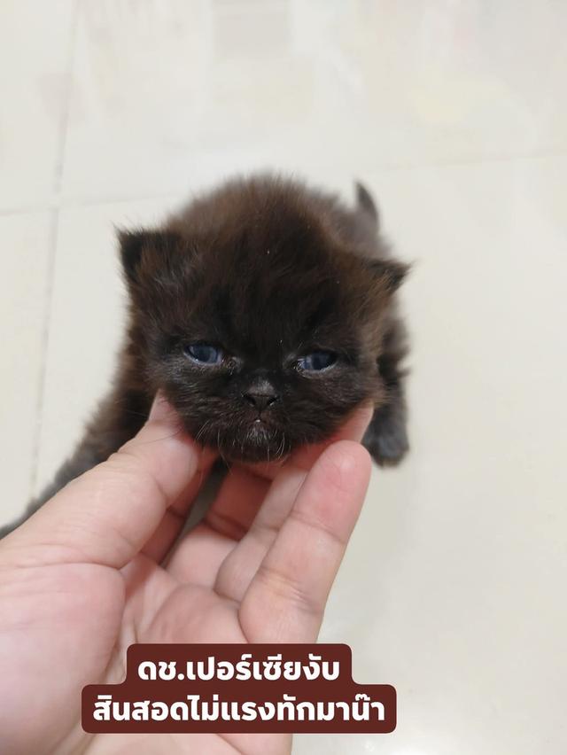 แมวเปอร์เซีย