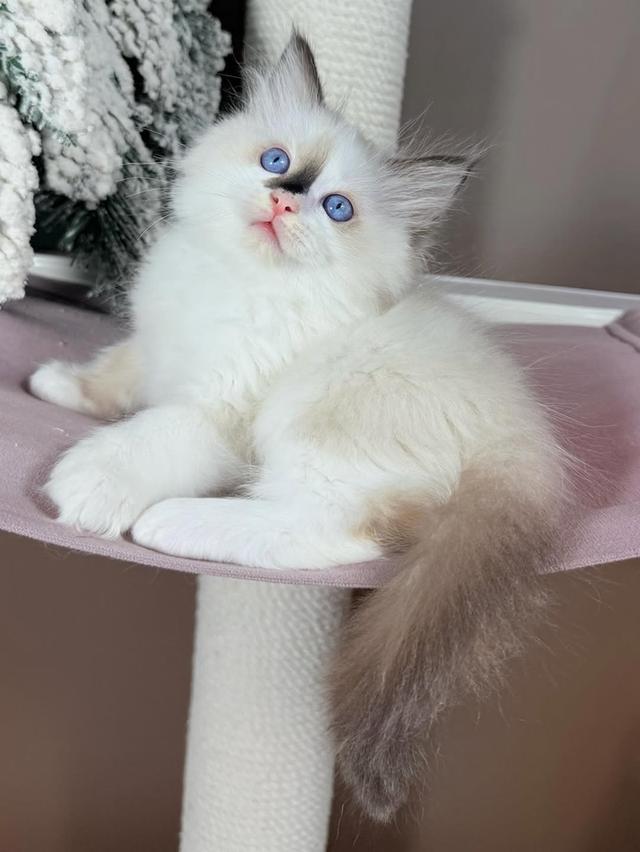 Ragdoll kittens WhatsApp me : +66 63 826 3042 รูปย่อยที่ 2