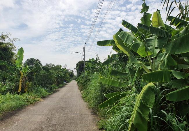 ขายที่ดิน สามโคก ใกล้ม.ธรรมศาสตร์รังสิต เนื้อที่ 162 ตร.ว. แปลงสวย 8