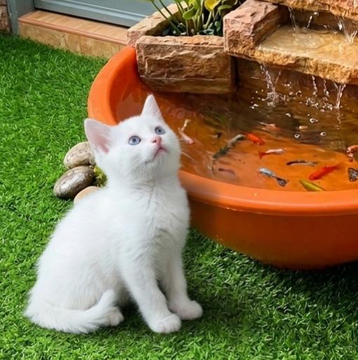 ผู้ชายสก็อตติช 2 เดือนลพบุรี รูปย่อยที่ 3