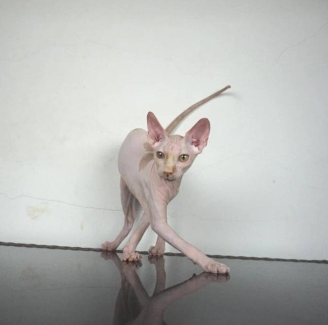 5.แมวสฟิงซ์/เพศผู้ หาบ้าน Sphynx Cat/Male looking for a new home 3