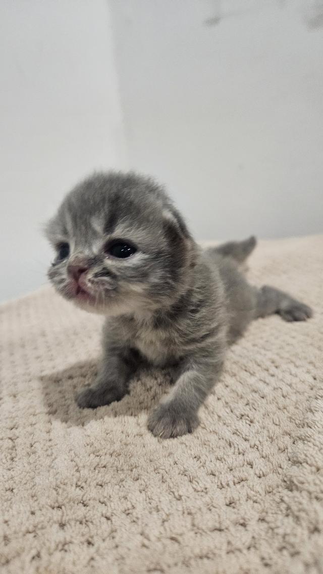 Scottish Fold  สก็อตติชโฟลด์ แท้ ระบบปิดเลี้ยงด้วยรัก รวมวัคซีน ถ่ายพยาธิ หยอดยากันปรสิตและไรหู สมุดวัคซีน 2