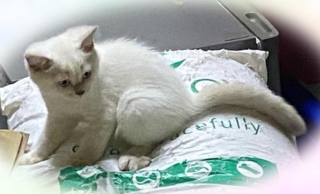 ลูกแมวพันธุ์บริติช ช็อตแฮร์ 9