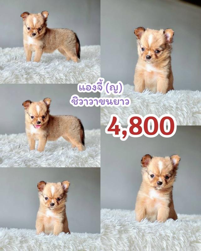 ชิวาวาแท้ขนยาว เพศเมีย