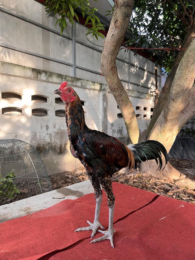 ไก่ชน มหานคร + โกวเซ้ม