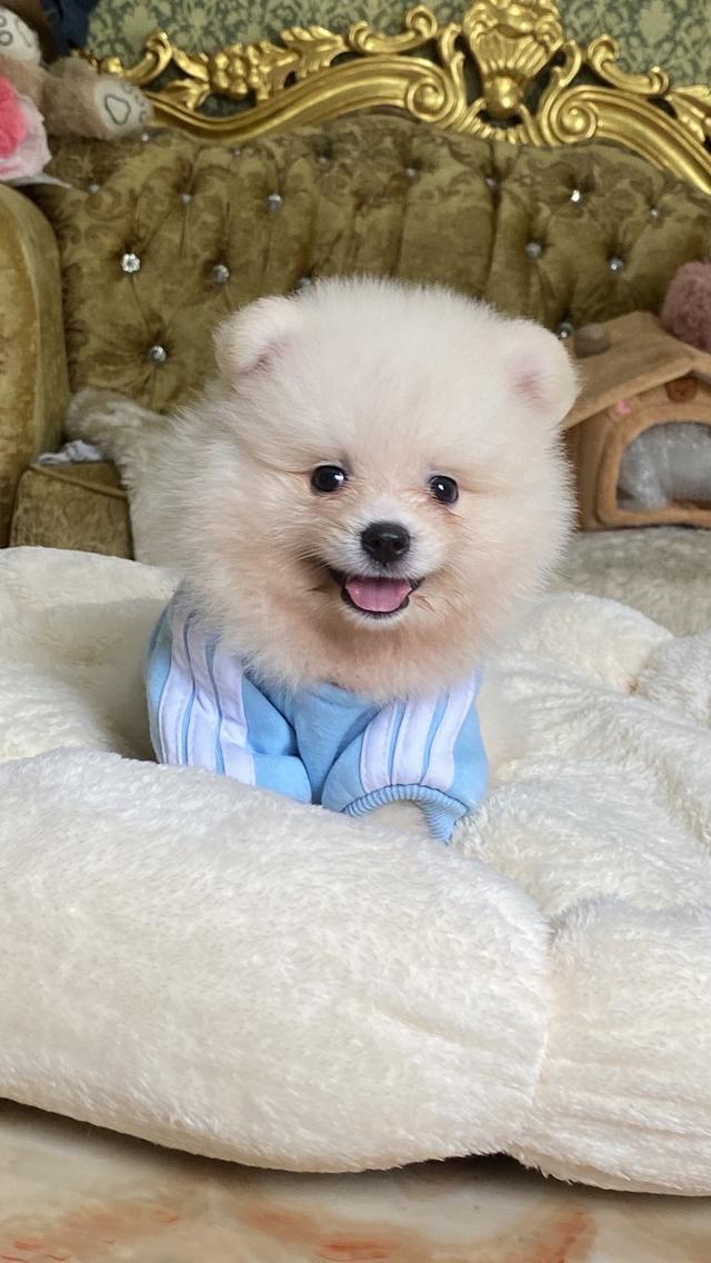 ลูกปอมแท้ ขนฟู หน้าหวาน ยิ้มเก่ง น่ารักน่ากอก พร้อมเติมความสุขให้บ้านของคุณ