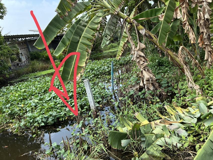 ขายที่ดินสมุทรสงครามติดถนนชนบทและคลองขนาดที่ดินเกือบ 2.2 ไร่ 2