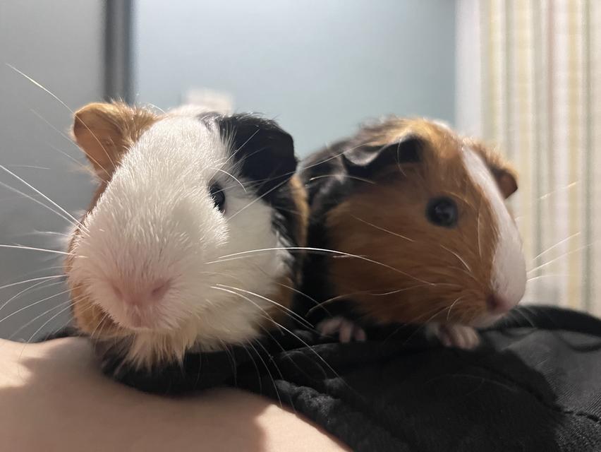 แกสบี้น่ารักๆ 5-6เดือนค่ะ