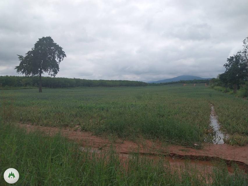 ขายที่ดินโฉนด สวนผึ้ง ไร่ละ 320,000 เนื้อที่ 61 ไร่ วิวเขาสุดสวย 8