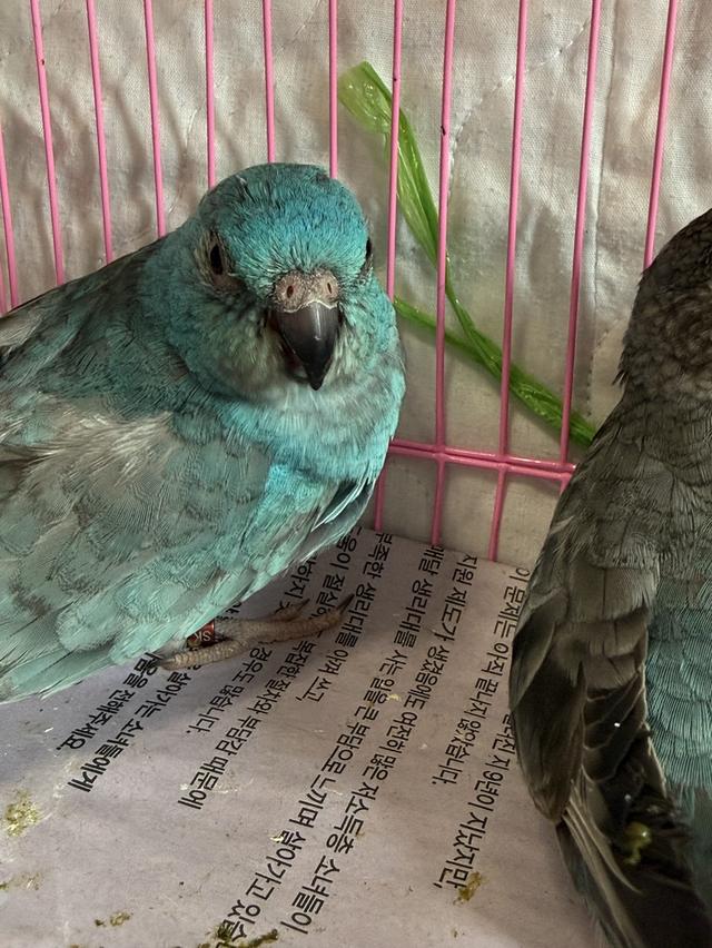 นกแก้วหญ้า กลาสพาราคีท Grass Parakeets