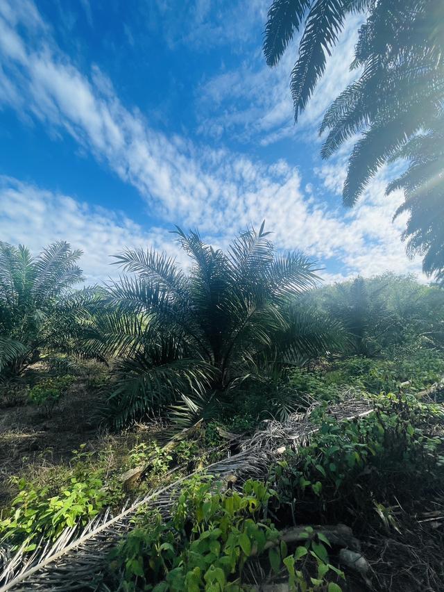 ที่ดิน 1