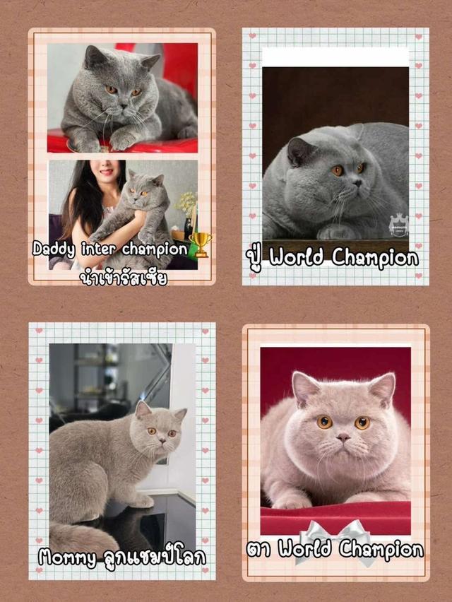 แมวบริติชแท้ เพศเมีย สีบลู รูปที่ 2