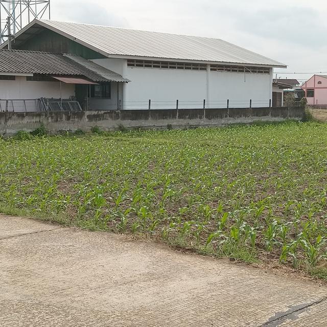 ขายที่ดิน 1 ไร่ แบ่งขายงานละ 850,000 1