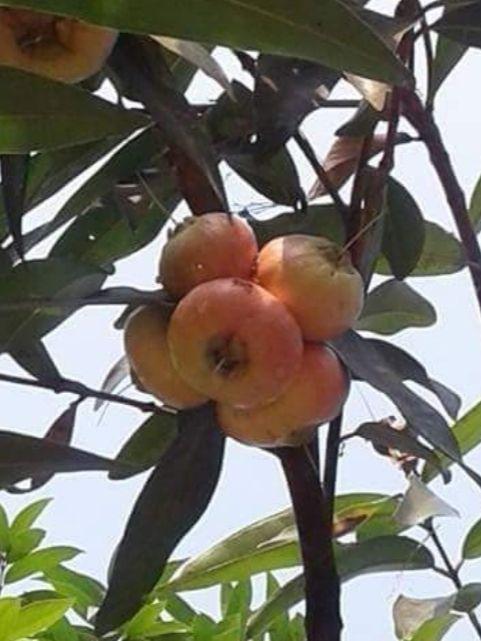 ต้นชมพู่น้ำดอกไม้ (3ต้น) 9