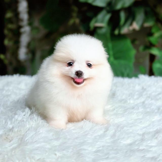 น้องหนมปังปอมแท้สีขาวครีมเพศเมียหน้าหมีพร้อมซนมีส่งเก็บปลายทาง