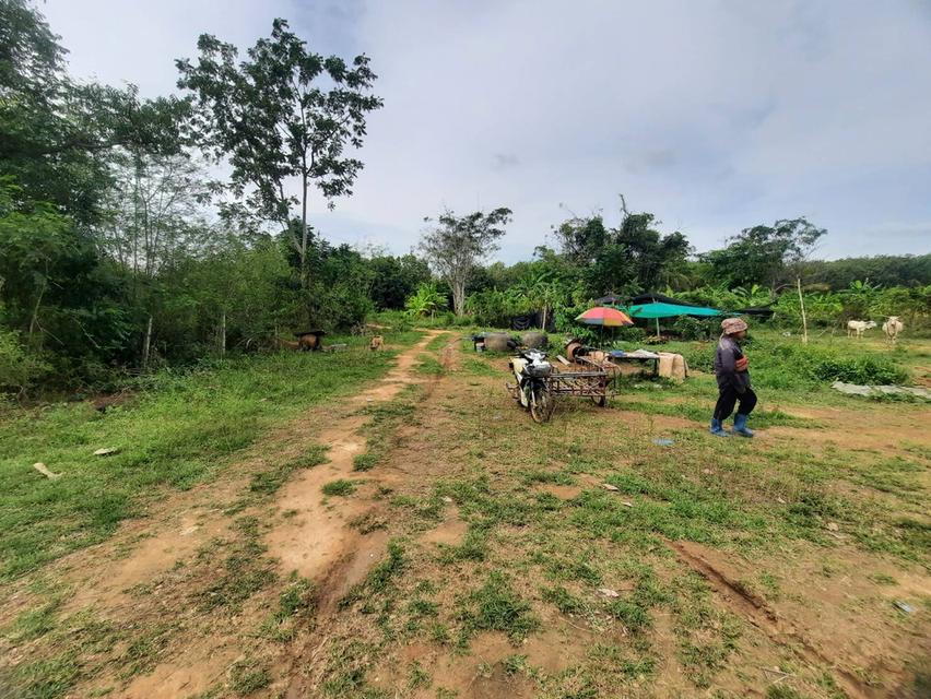 ที่ดิน 10 ไร่ 70 ตรว. นิคมฯ กม.5 อ่าวน้อย ประจวบคีรีขันธ์ 1