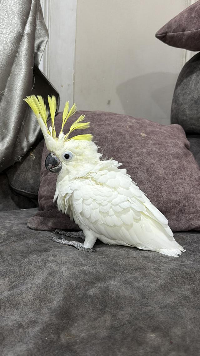 กระตั้วมิเดี้ยม Cockatoo medium เพศผู้ และเมีย