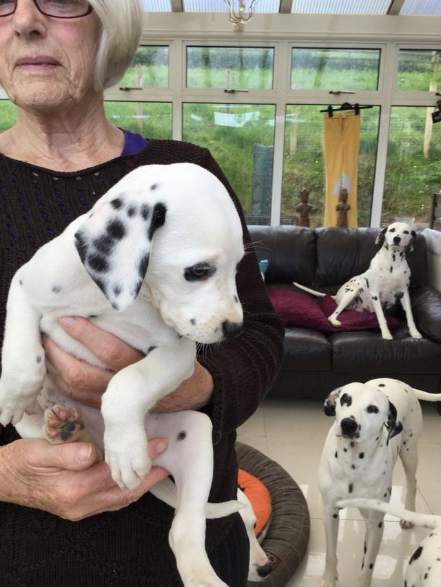 dalmatian puppies WhatsApp me : +66 63 826 3042