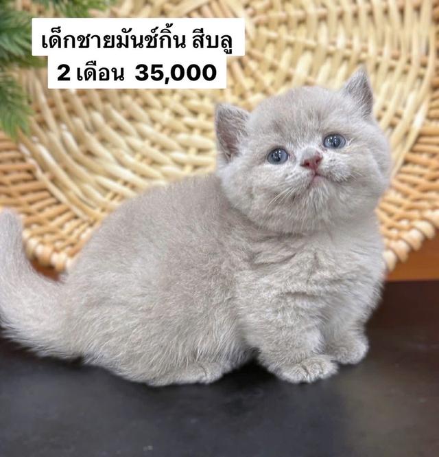 แมวมันช์กิ้น เด็กชาย