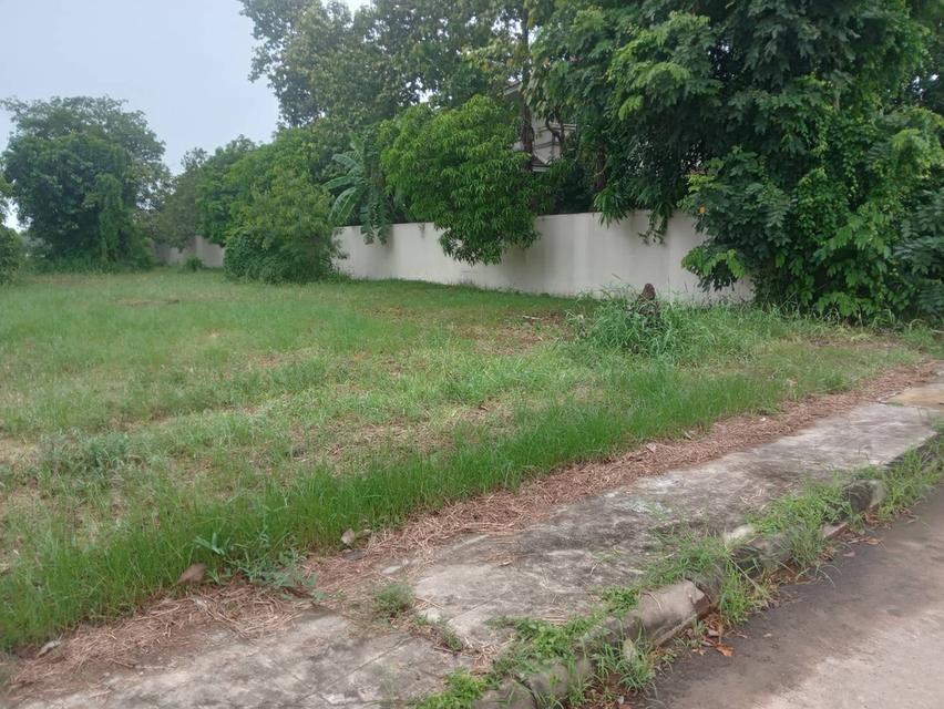 ขายที่ดินเปล่า 235 ตรว. ติดถนนคอนกรีต ติดทะเลสาบขนาดใหญ่ โครงการหมู่บ้านเดอะลากูน 1 3