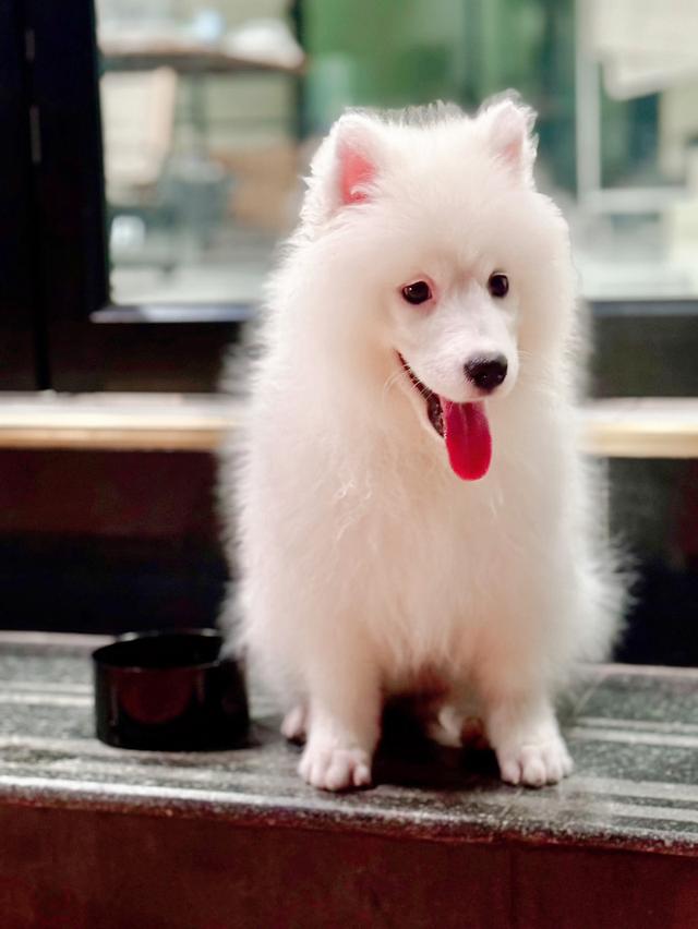หาบ้านให้ลูกสาวซามอยด์ Samoyed