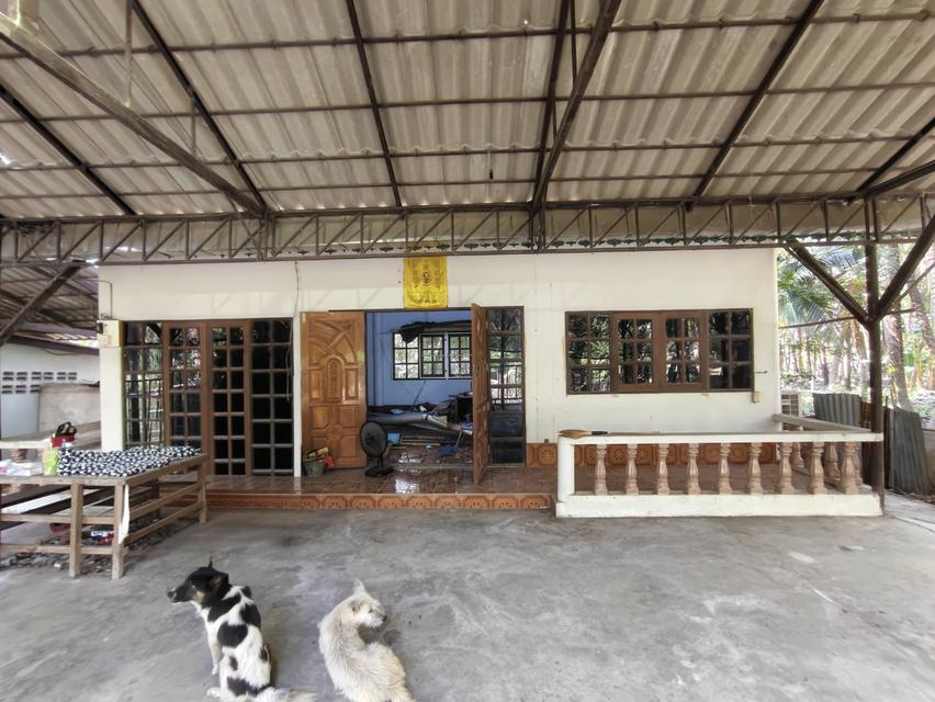 ขายที่ดิน บ้านและสวนมะพร้าว 16