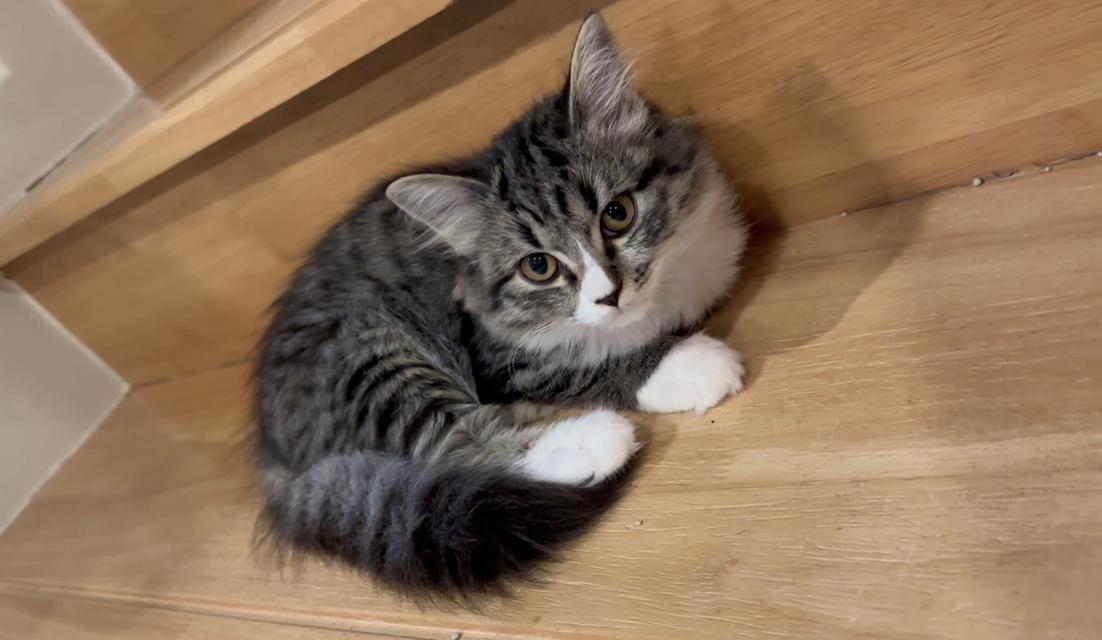 ลูกแมวหน้าสวยขนฟู (ผู้หญิง) 🐈🐈⬛💕