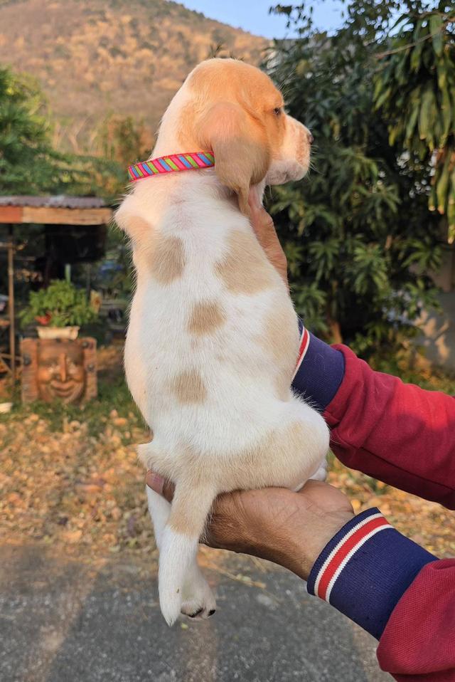 สุนัขบาสเซ็ตฮาวด์เพ็ดสมาคมเต็มใบ รูปที่ 20