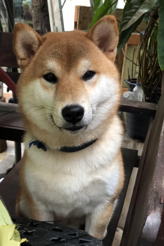 ขายชิบะแท้สีน้ำตาลแดง