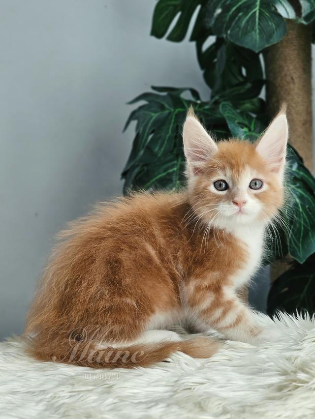 ลูกแมวเมนคูน เพศผู้ สายพันธ์แท้
