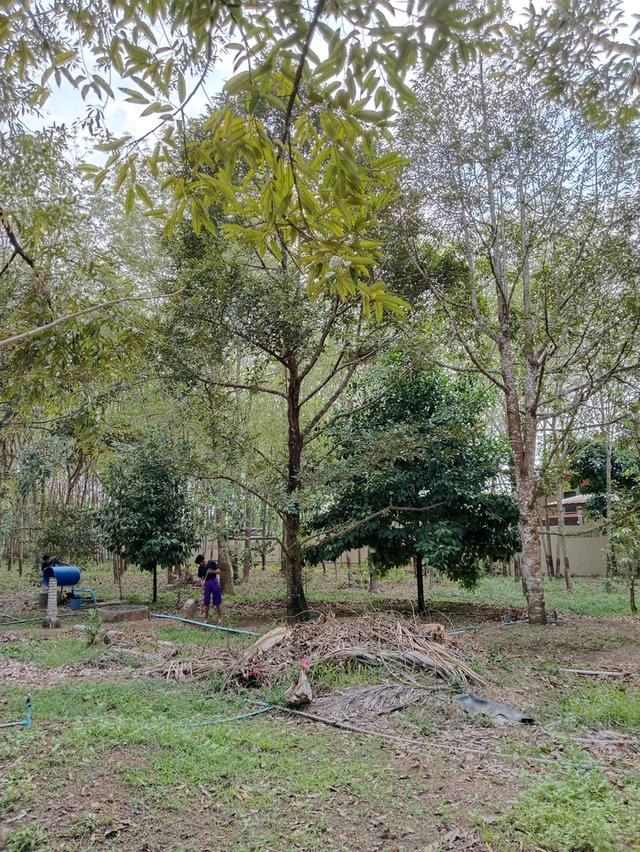 ขายที่ดินสวนผลไม้-บ้านเรือนไทย 1 หลัง 10