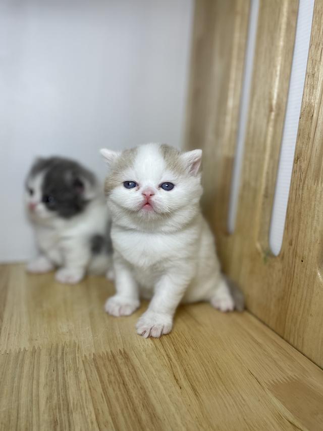 ลูกแมวมันชกิ้น ขายาว รูปที่ 5