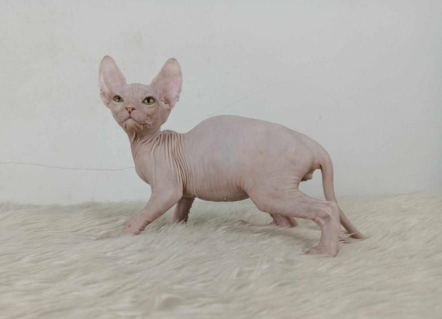 35.แมวสฟิงซ์/เพศผู้ หาบ้าน Sphynx Cat/Male looking for a new home 6
