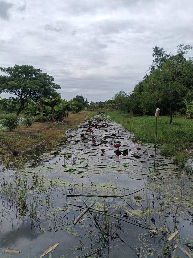ขายที่ดินติดถนนลำลูกกา คลอง13 8