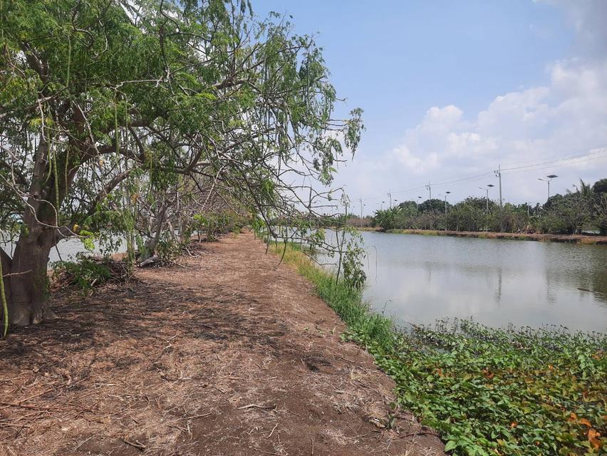 ที่ดิน ทำเลดี หลังสนามบินสุวรรณภูมิ 30 ไร่ 2