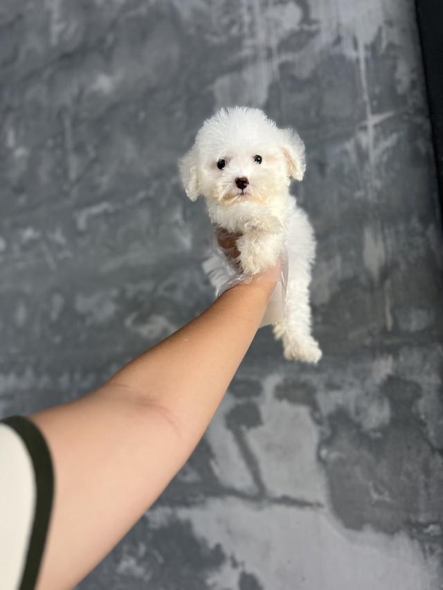 ด.ญ ซาร่า