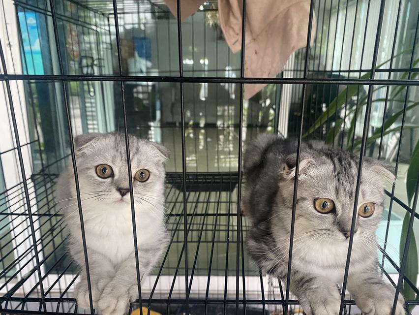 สก็อตติช หูพับ2 หูตั้ง2 หา🏠 2