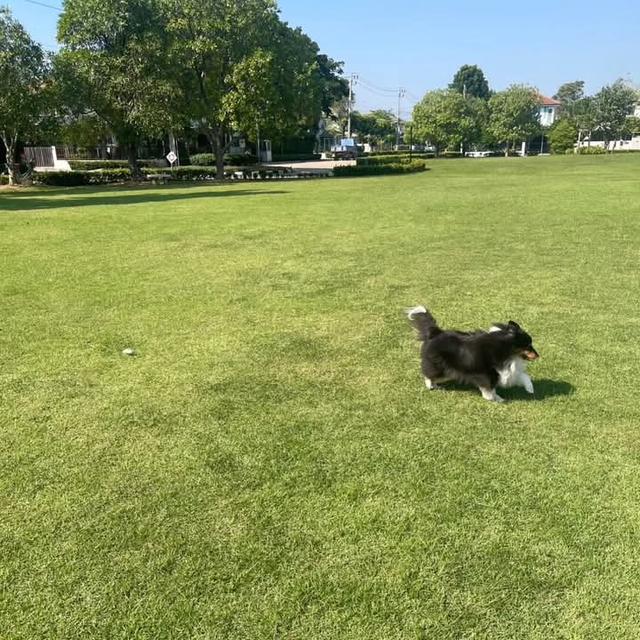 ขาย Shetland Sheepdog เพศเมีย 5