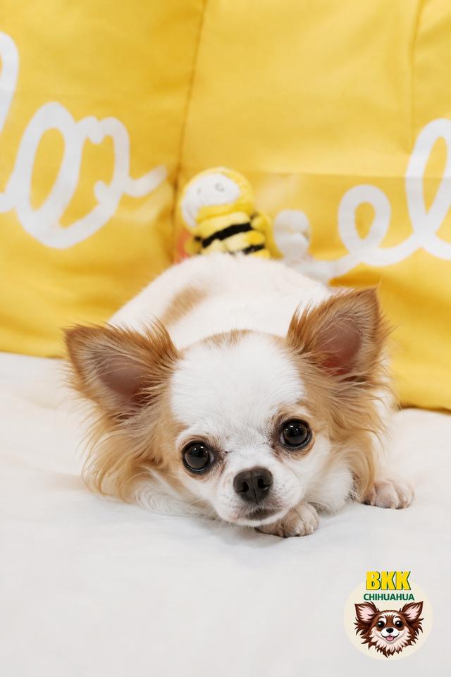น้องชิวาวาขนยาวสีขาวน้ำตาลเพศเมีย รูปย่อยที่ 4