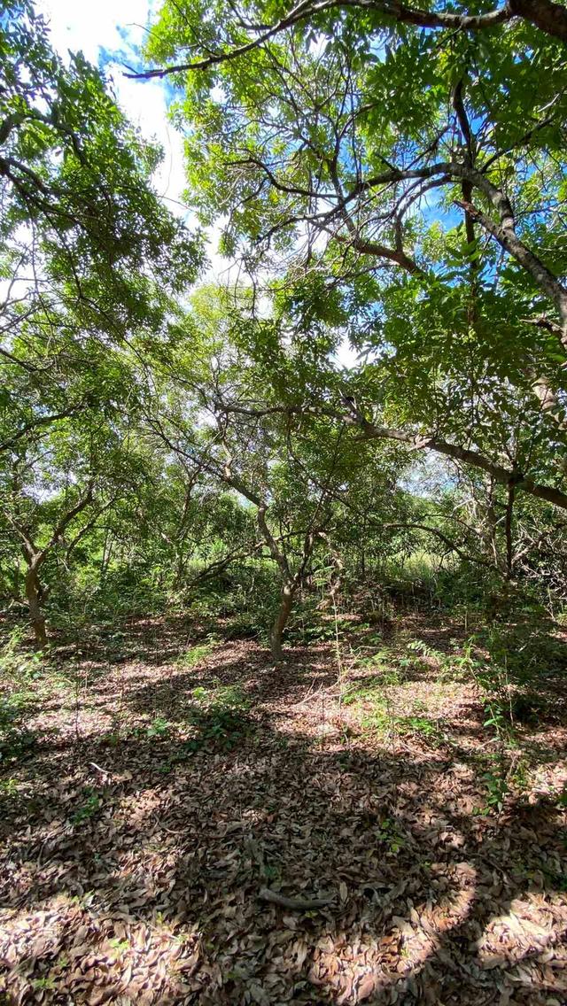 ขายที่ดินเปล่า ทำเลดี  ต.หนองกุ่ม อ.บ่อพลอย จ.กาญจนบุรี 8