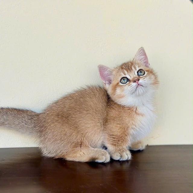 แมวมันช์กิ้น ny เด็กผู้หญิง