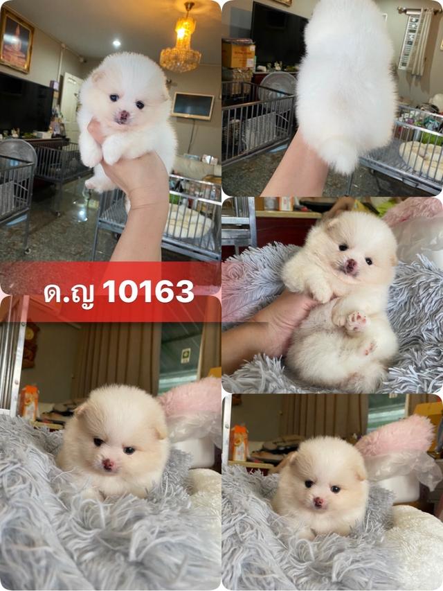 ลูกปอมปอมแท้ หน้าหมี ไซส์จิ้ว มีบริการจัดส่งถึงบ้าน
