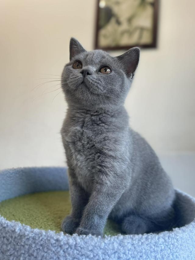 British Shorthair พร้อมใบ WCF ดช รูปที่ 7