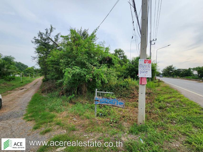 ขาย ที่ดินราคาถูก จ.ปทุมฯ อ.หนองเสือ ต.บึงกาสาม ขนาด 200 ตรว. 2