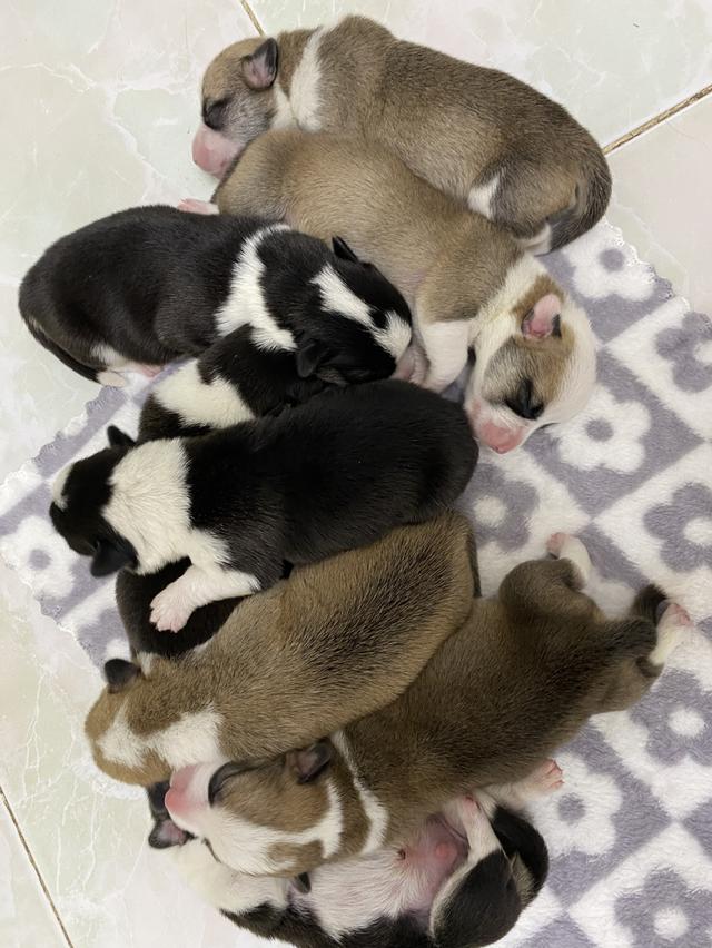 ลูกหมา 8