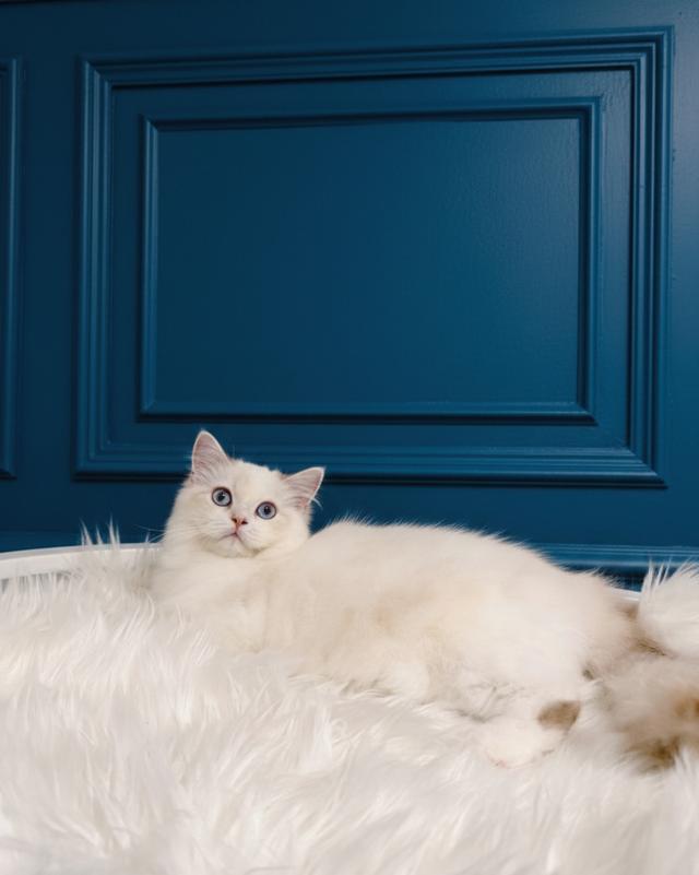 แมวสก็อตติชโฟลด์ พร้อมย้าย 2